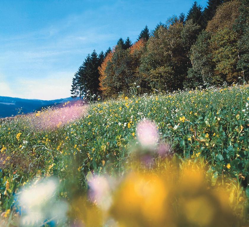 Landhaus Lenneper-Fuehrt Kirchhundem Esterno foto